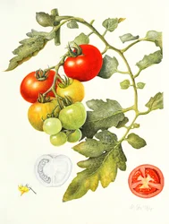 Pomodori, 1994
